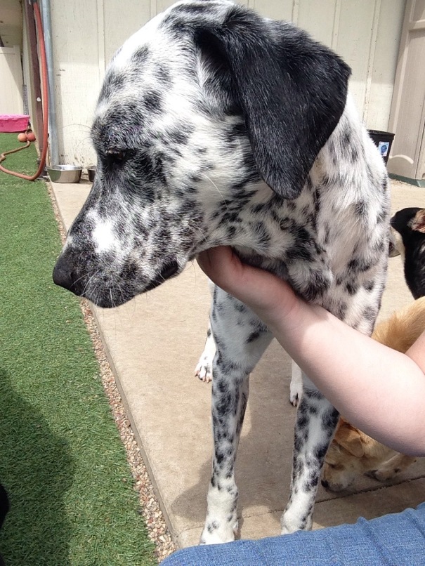 He's just so handsome! Not a Dalmatian, but guessing he's a mix of one.